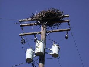 Raptor Nest on Power Line
