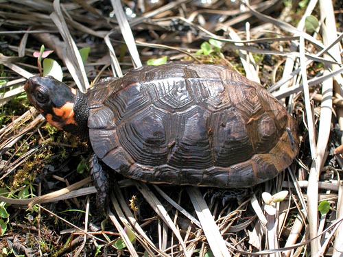 Endangered bog turtle